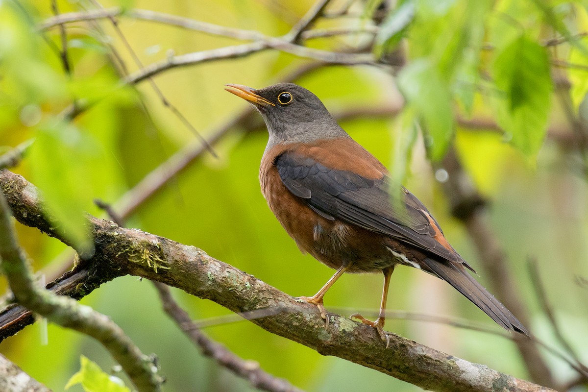 Chestnut Thrush - ML80628281