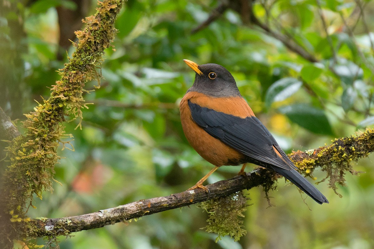 Chestnut Thrush - ML80628291