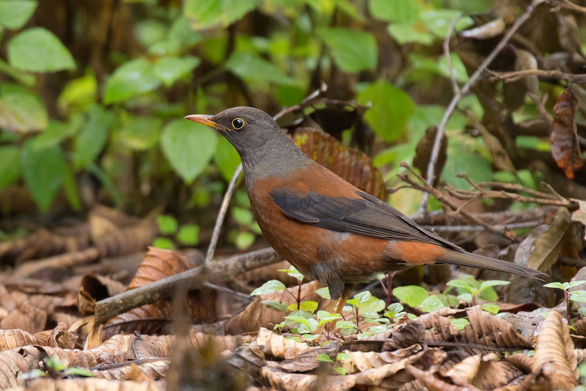 Chestnut Thrush - ML80628311