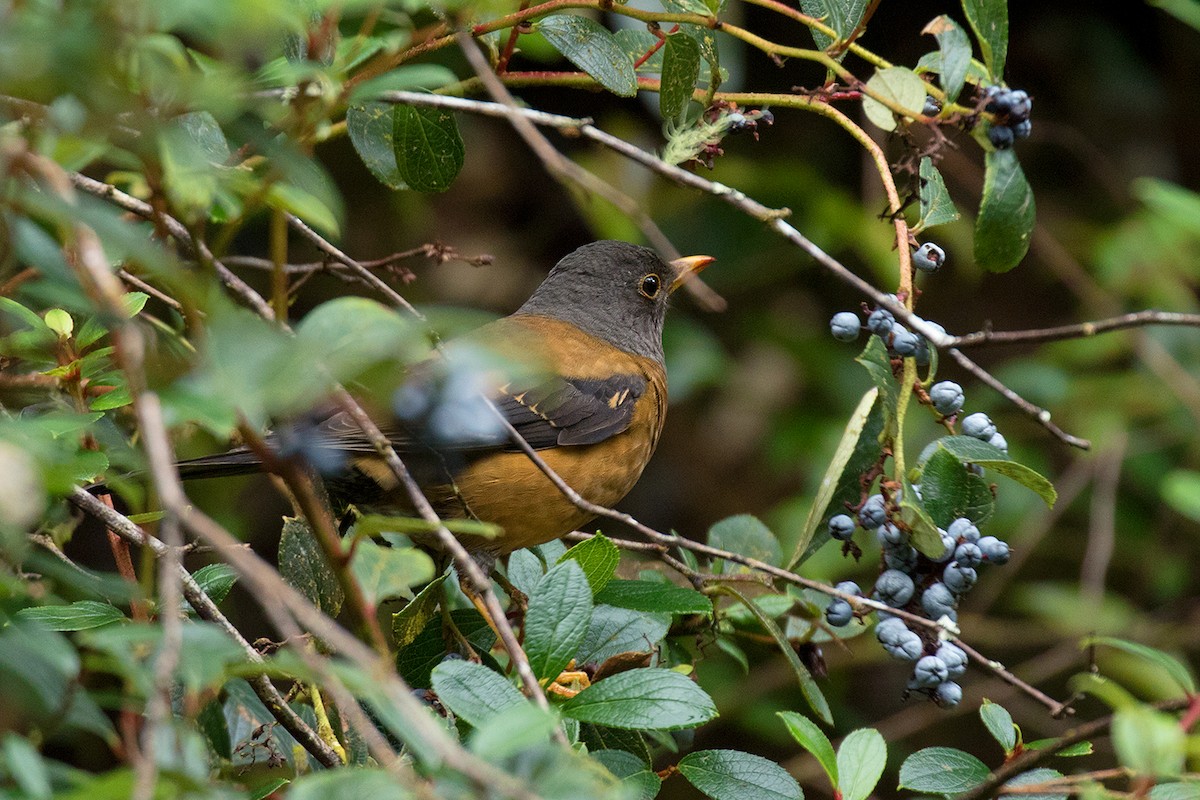 Chestnut Thrush - ML80628321