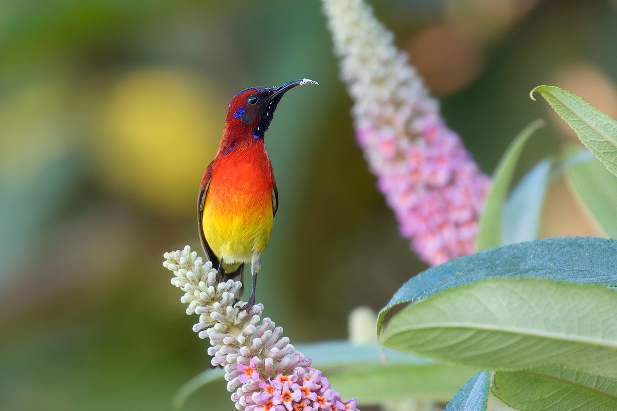 Mrs. Gould's Sunbird - ML80628391