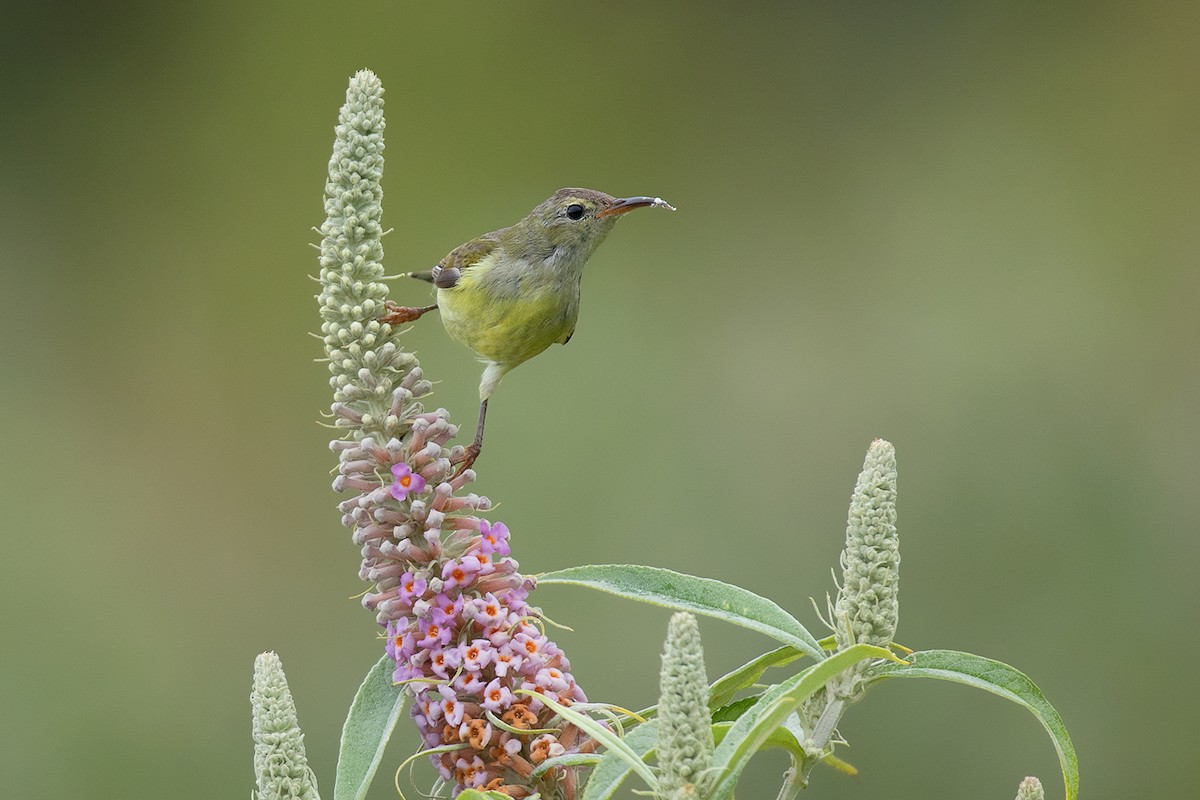 藍喉太陽鳥 - ML80628411