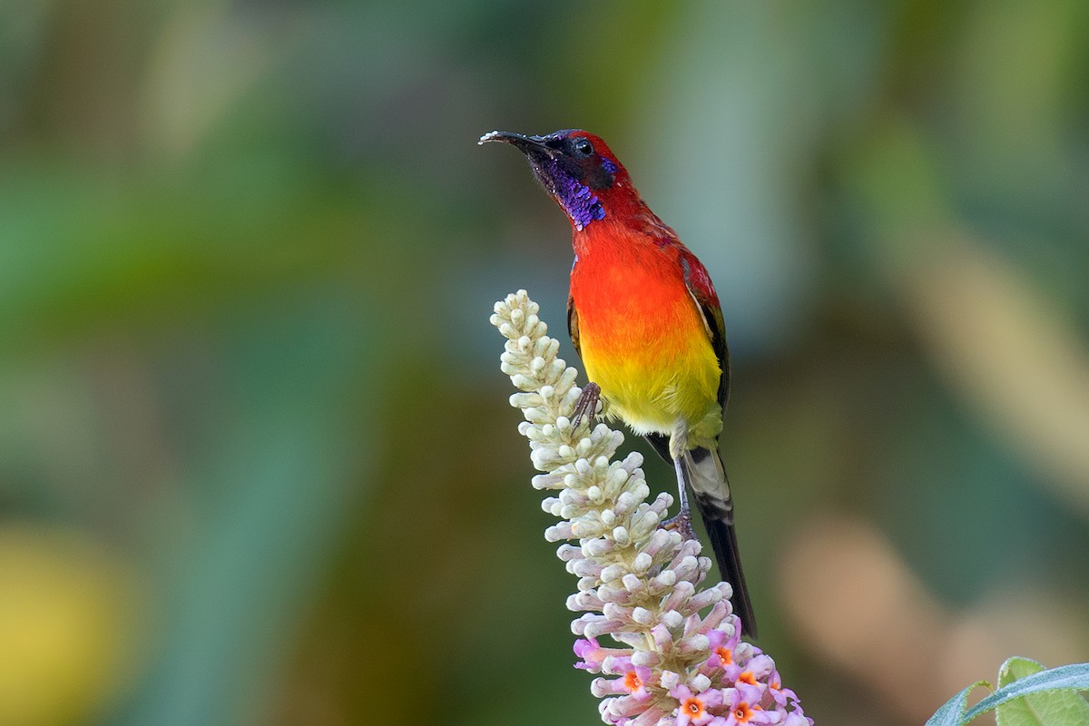 Mrs. Gould's Sunbird - ML80628421