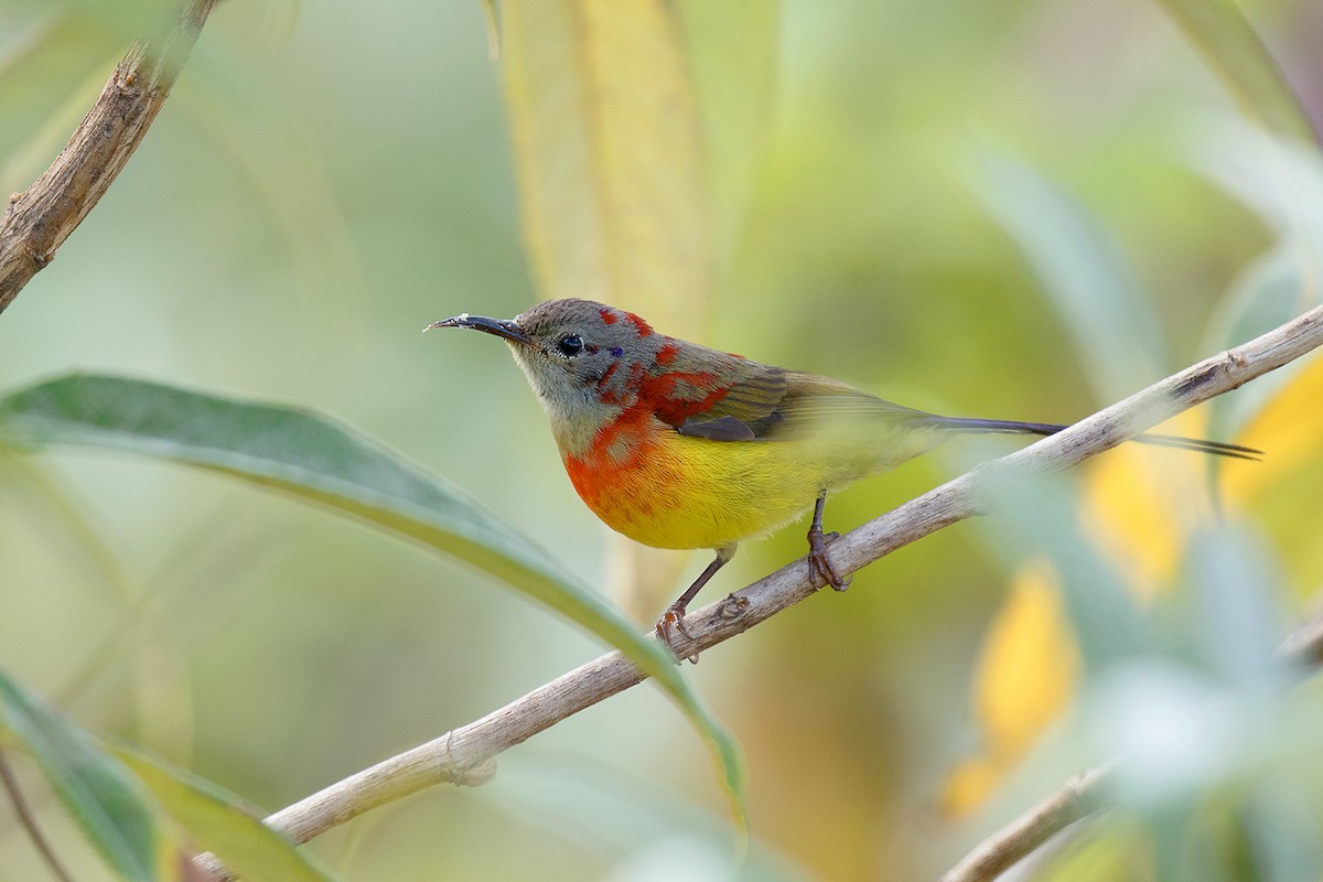 藍喉太陽鳥 - ML80628441