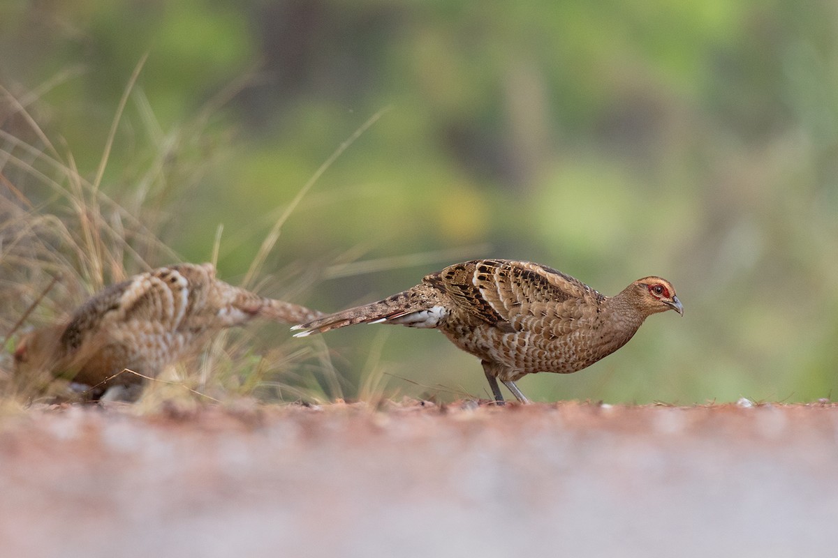 Mrs. Hume's Pheasant - ML80628631