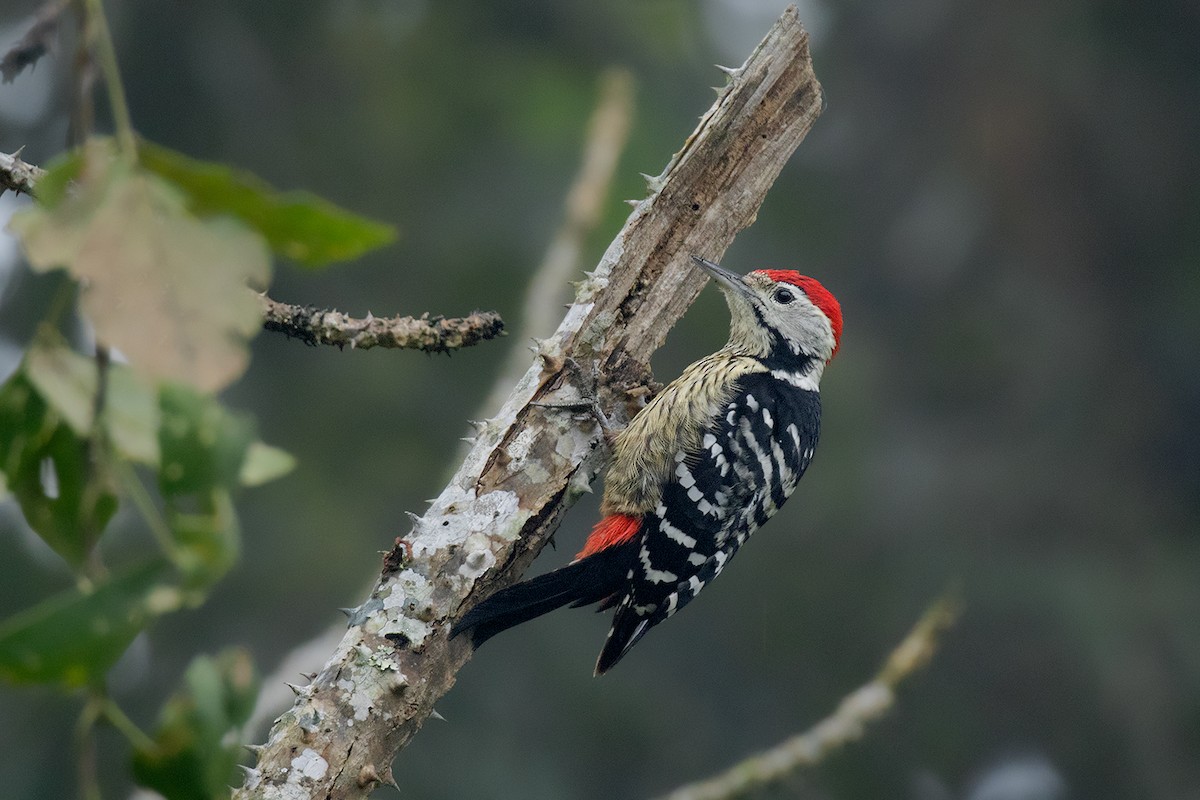 Stripe-breasted Woodpecker - ML80628661