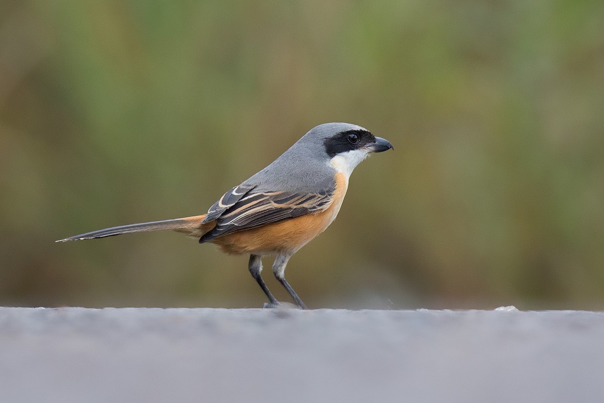 Gray-backed Shrike - ML80628681