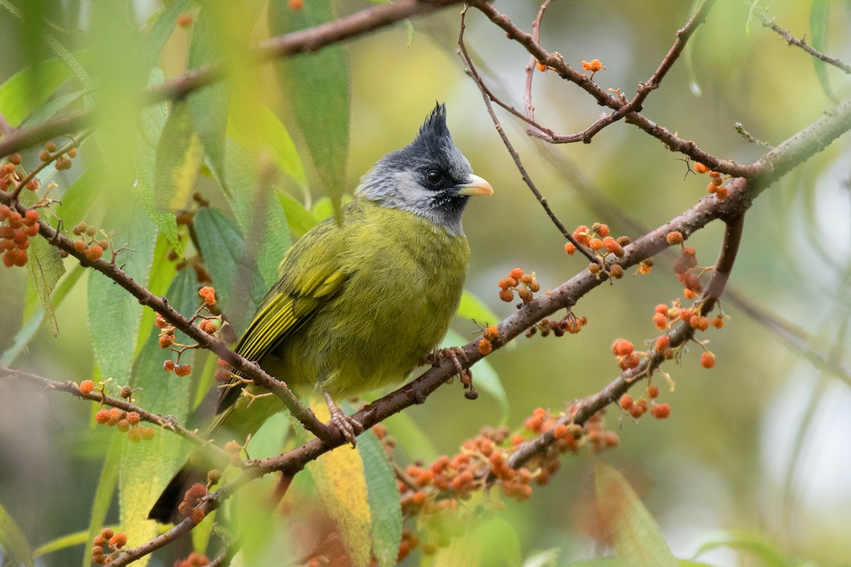 Crested Finchbill - ML80628731