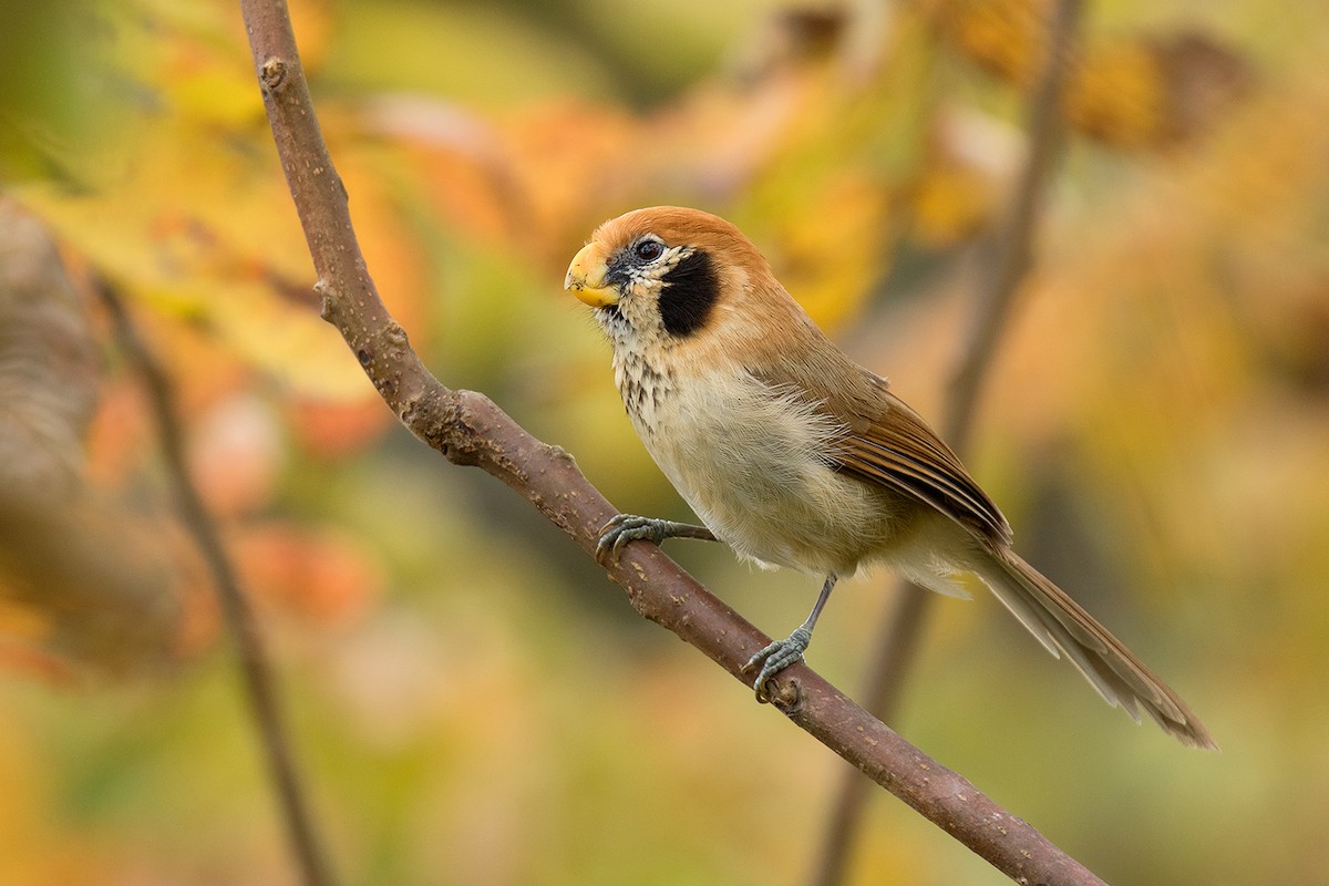 Spot-breasted Parrotbill - ML80628791