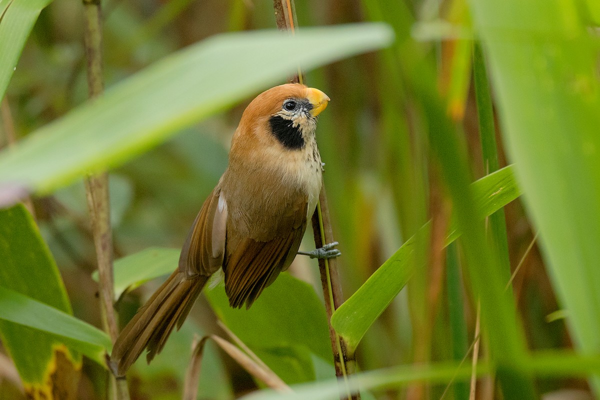 Spot-breasted Parrotbill - ML80628801