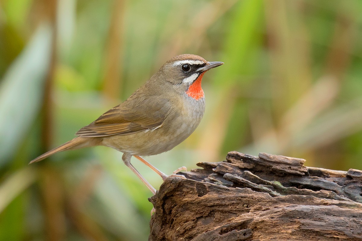 Siberian Rubythroat - Ayuwat Jearwattanakanok