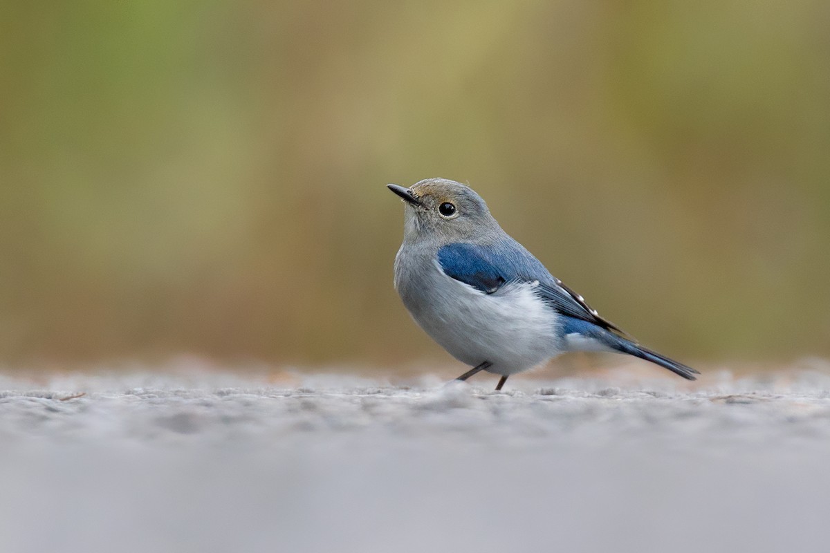 Ultramarine Flycatcher - ML80628921