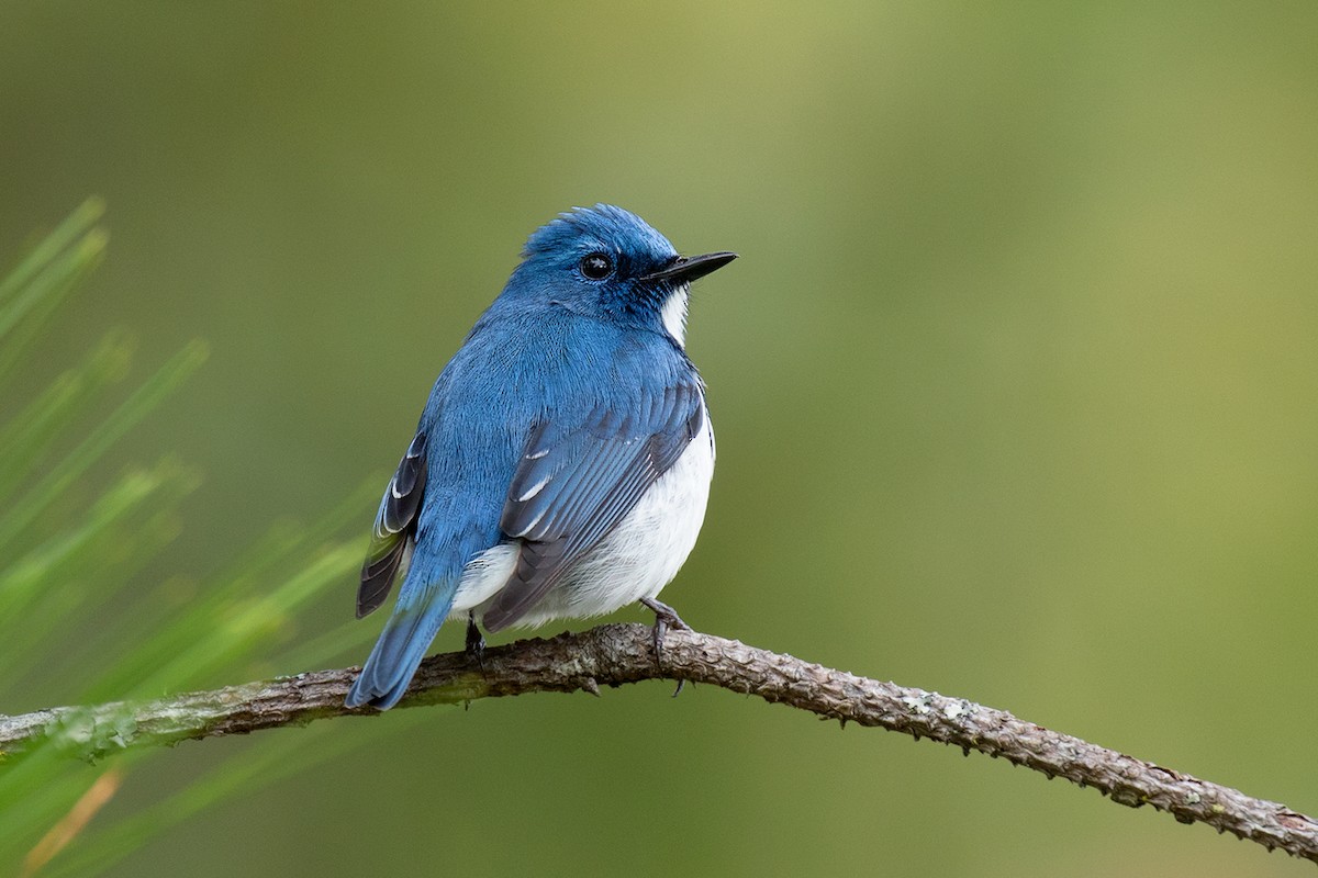 Ultramarine Flycatcher - ML80628951