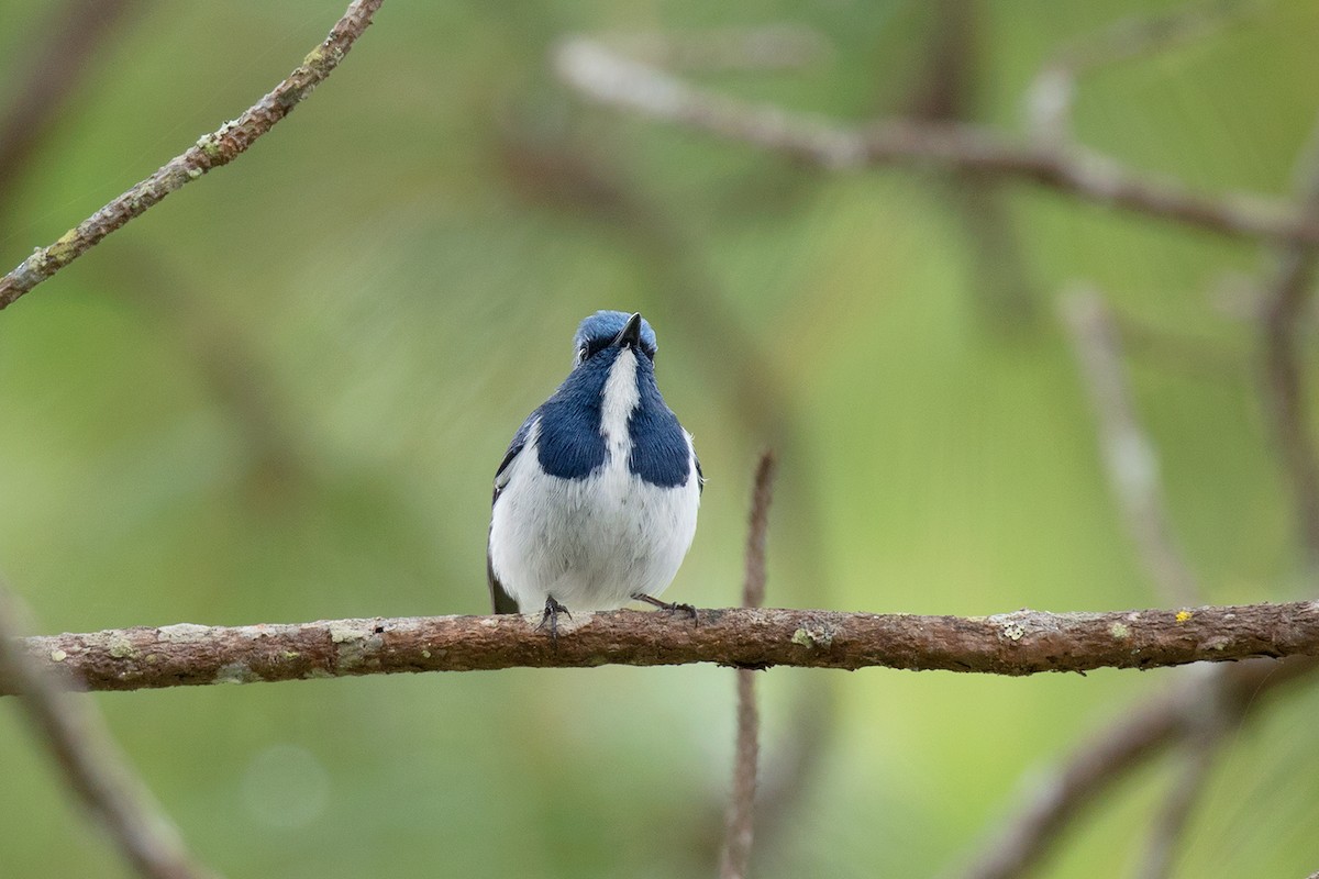 Ultramarine Flycatcher - Ayuwat Jearwattanakanok