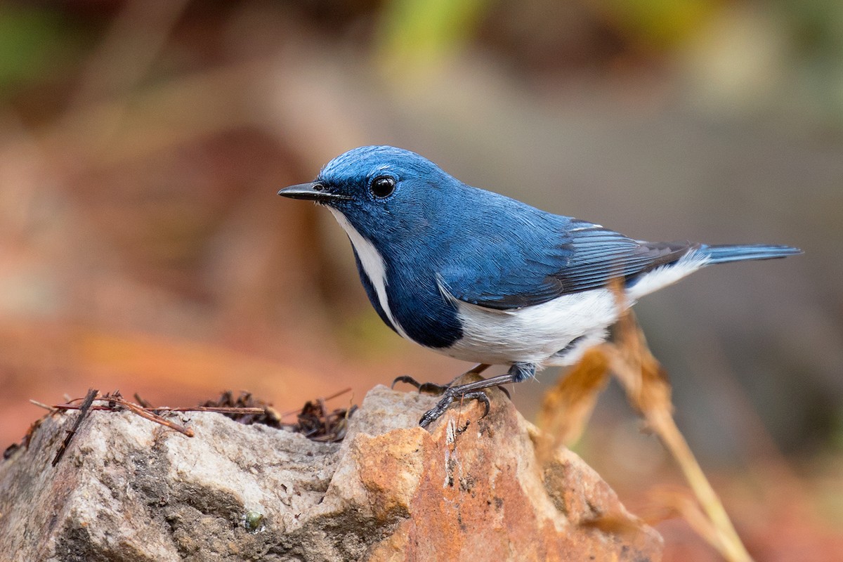 Ultramarine Flycatcher - ML80628981