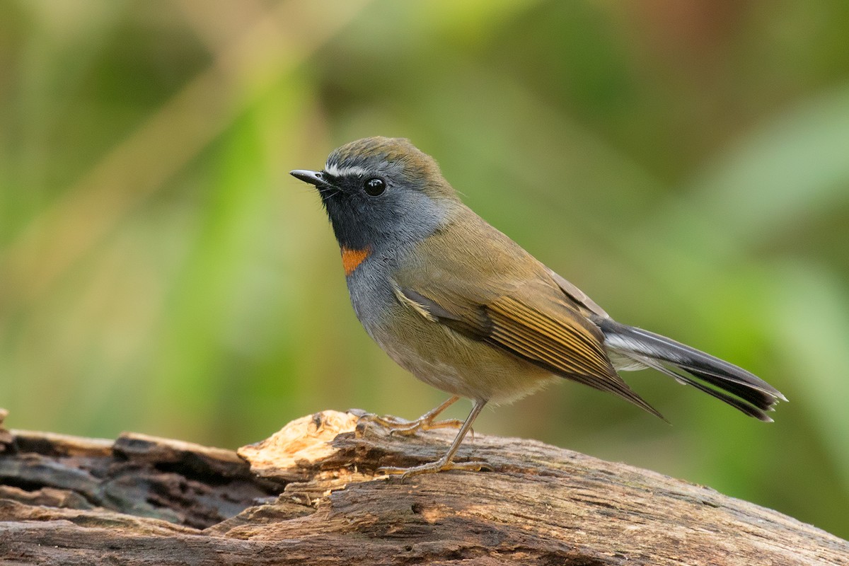 Rufous-gorgeted Flycatcher - Ayuwat Jearwattanakanok
