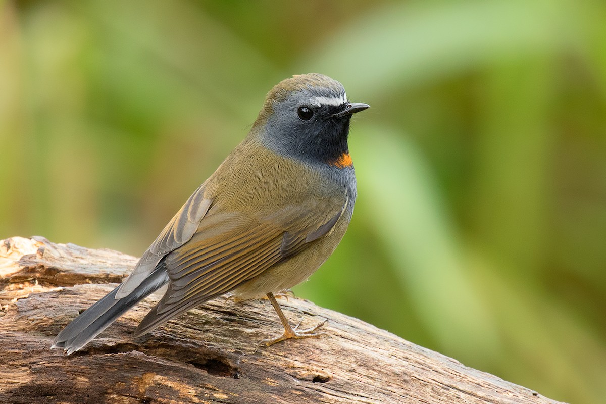 Rufous-gorgeted Flycatcher - ML80629001