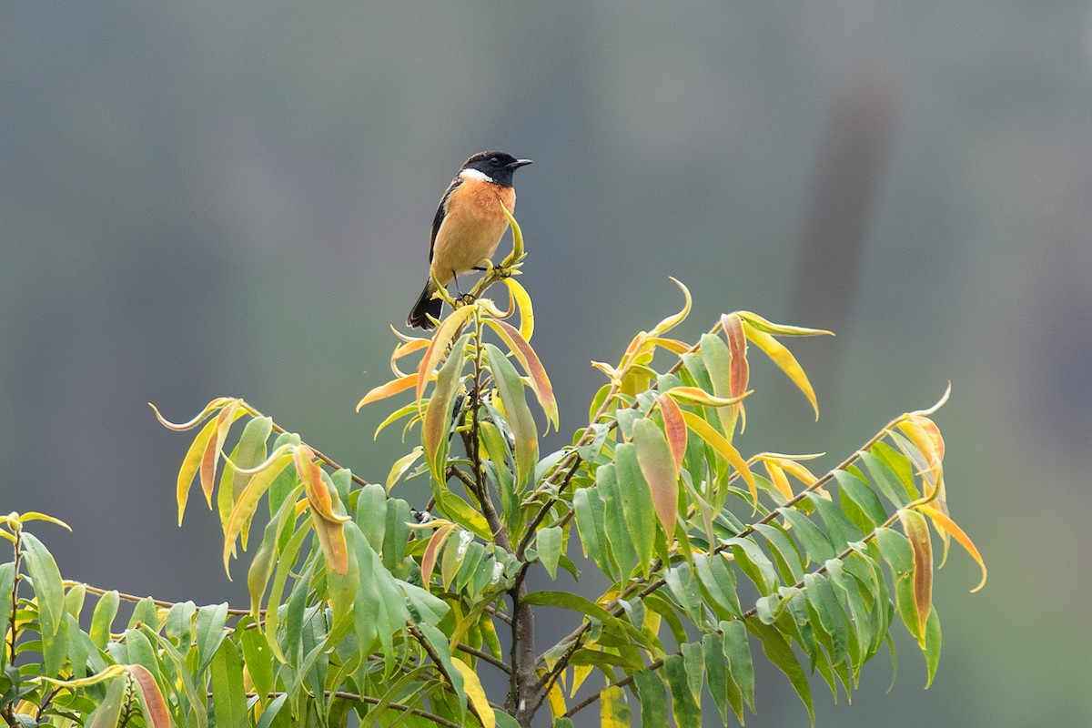 Siberian Stonechat (Przevalski's) - Ayuwat Jearwattanakanok