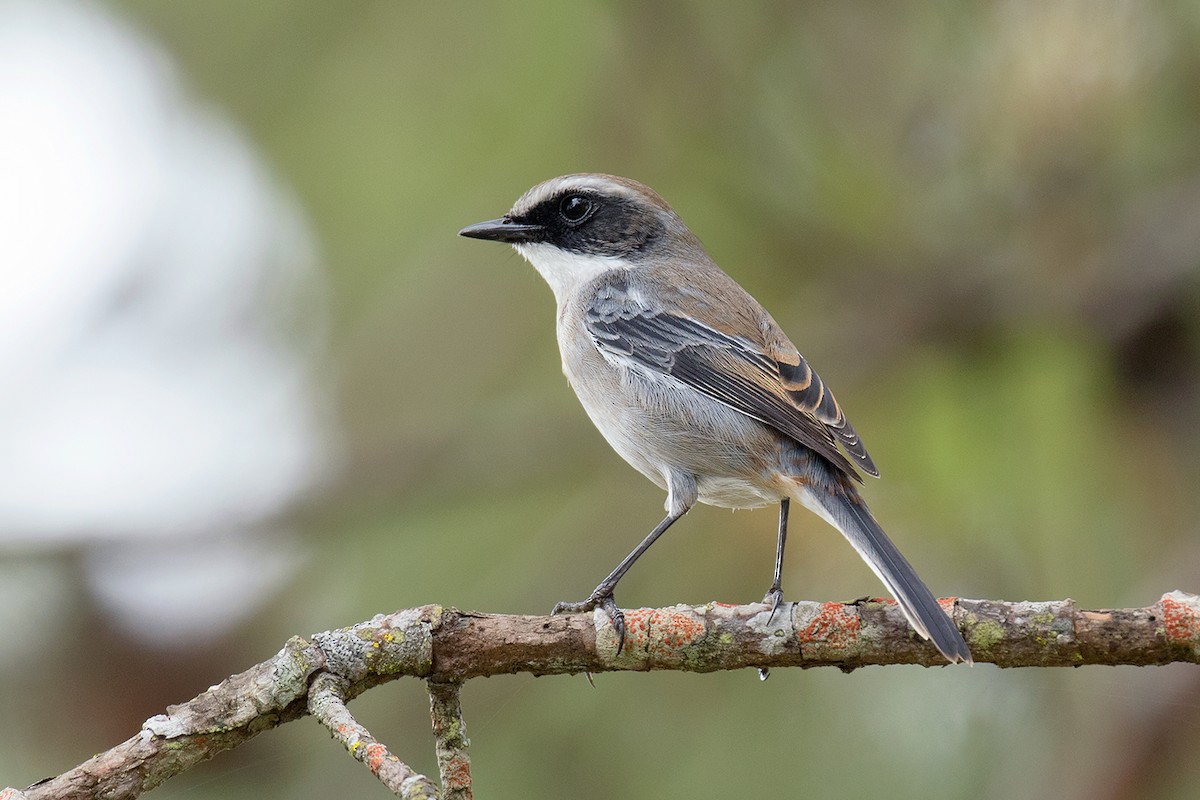 Gray Bushchat - ML80629091