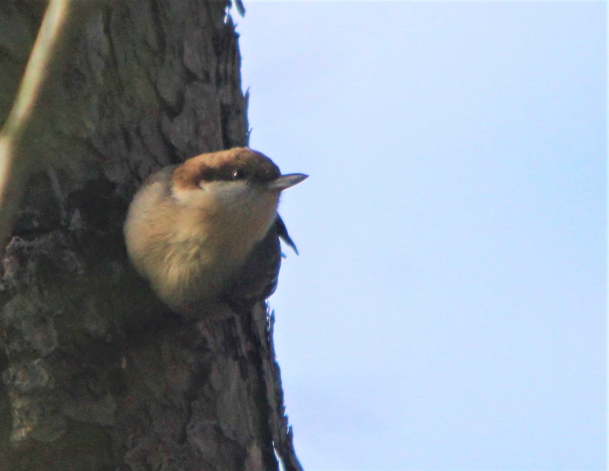 Brown-headed Nuthatch - ML80629791