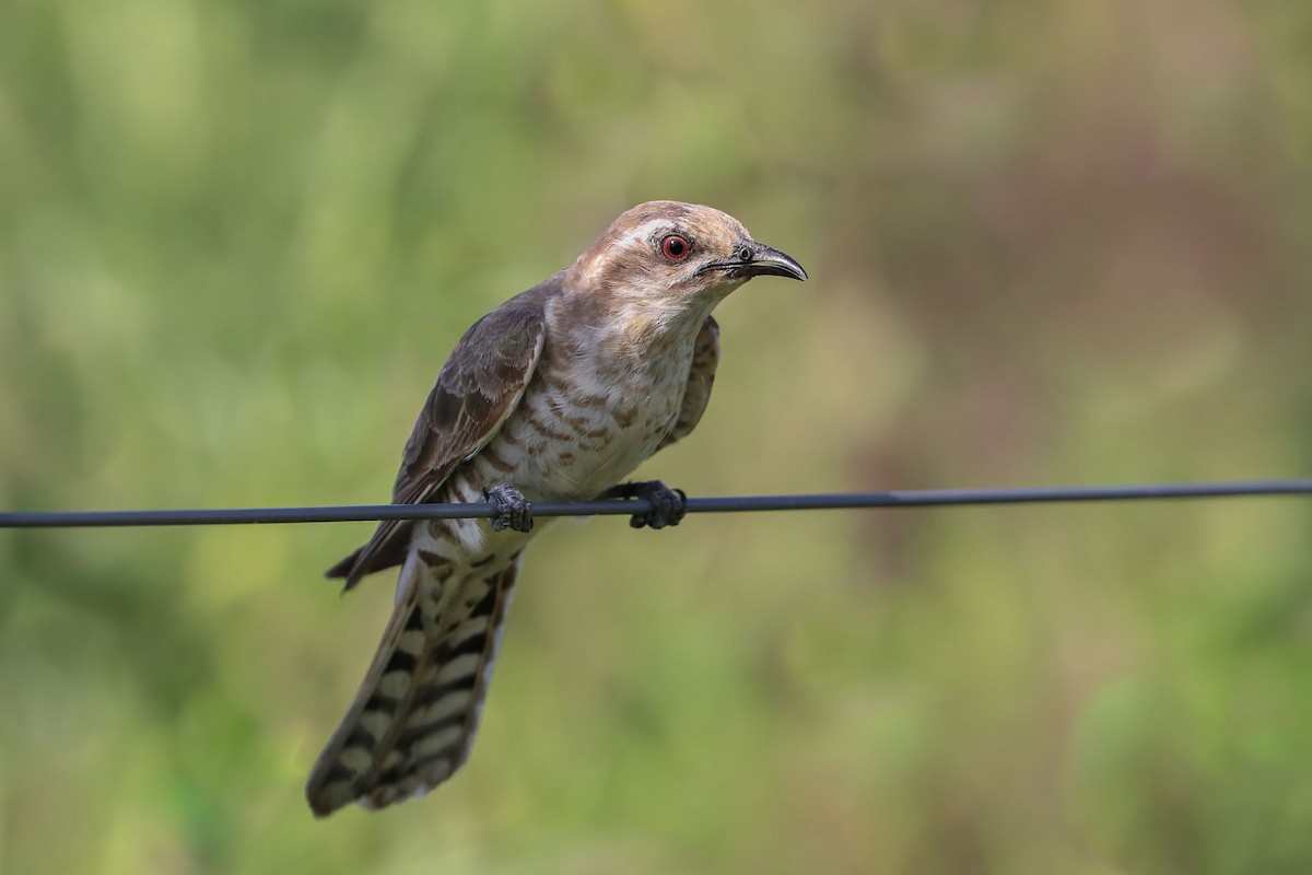 Horsfield's Bronze-Cuckoo - ML80632541