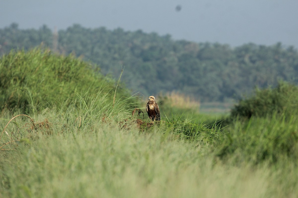 Western Marsh Harrier - ML80633681