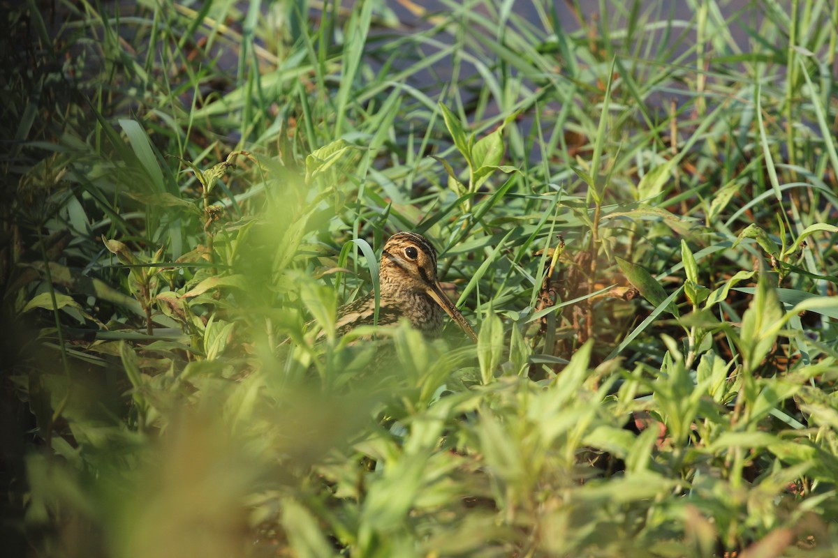 Common Snipe - sreekumar  k govindankutty