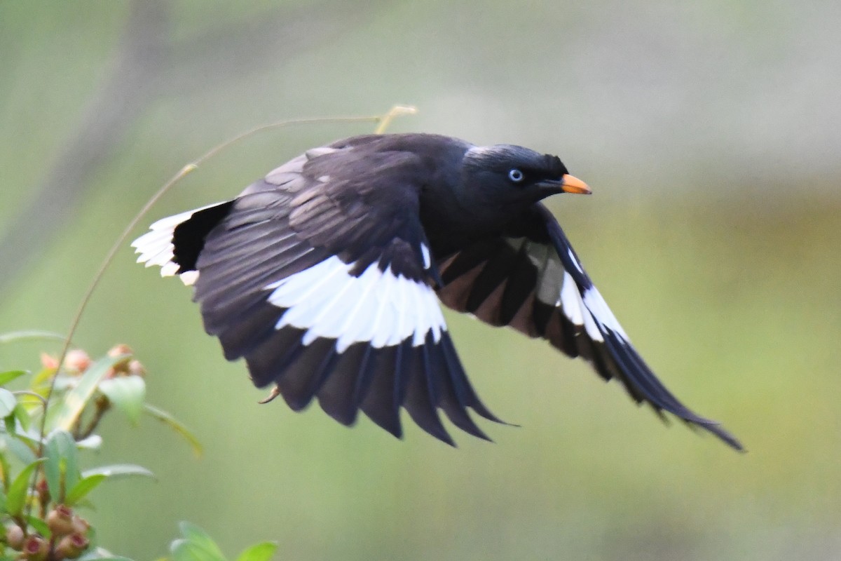 Jungle Myna - Dr Jishnu R