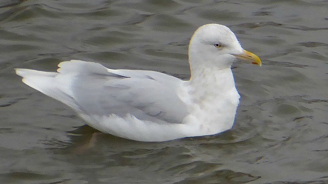 Glaucous Gull - ML80635931