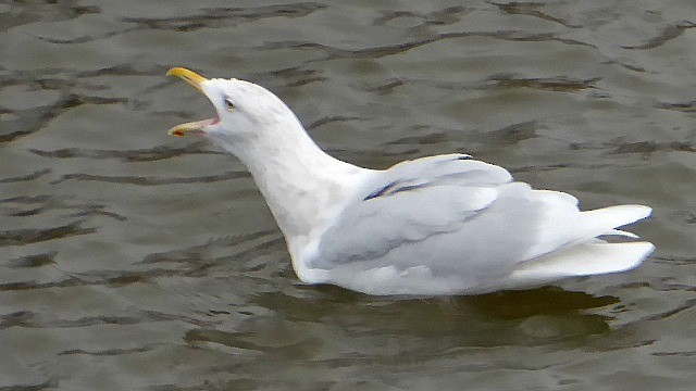 Glaucous Gull - ML80635951