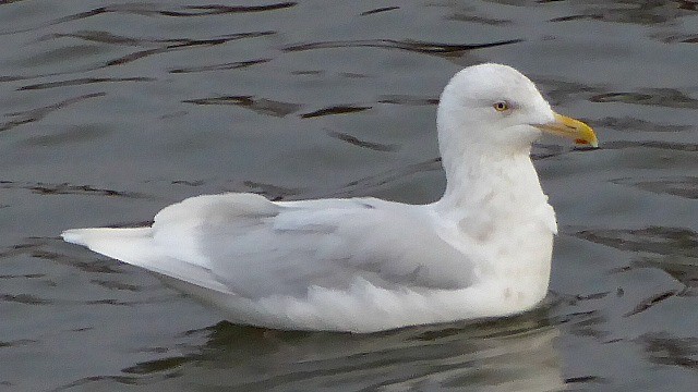 Glaucous Gull - ML80635961