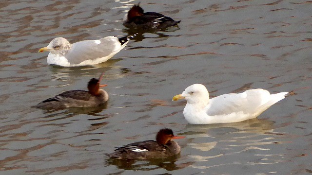 Glaucous Gull - ML80635971