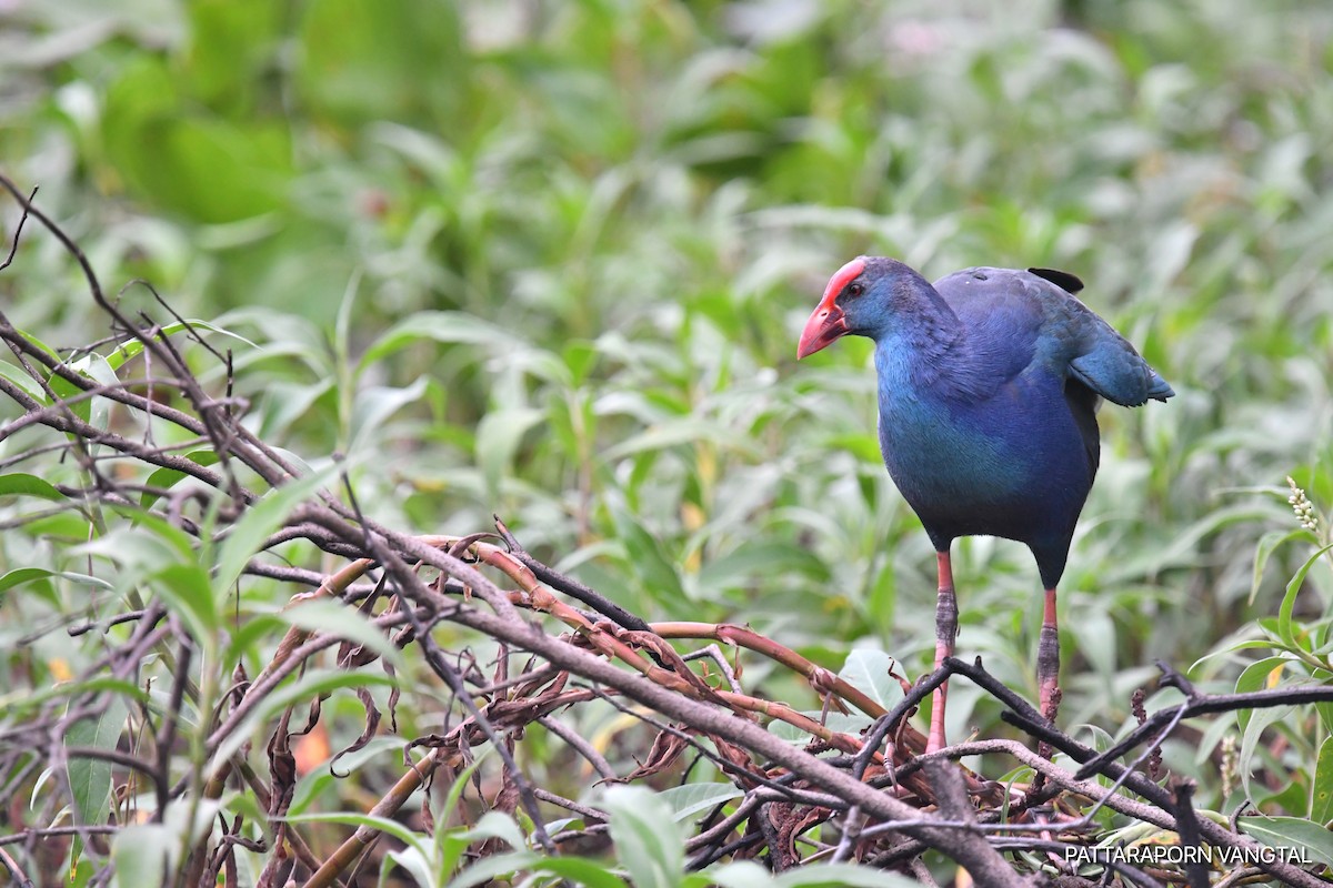 Gray-headed Swamphen - Pattaraporn Vangtal