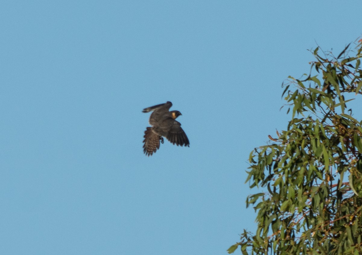 Australian Hobby - ML80636441