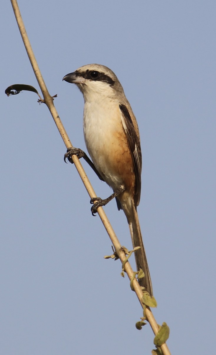 Long-tailed Shrike - ML80636711