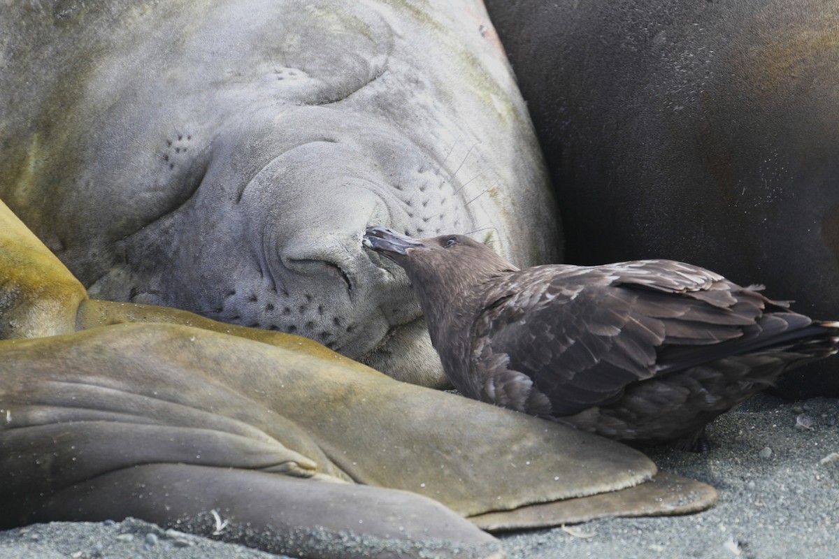 Brown Skua - ML80638721