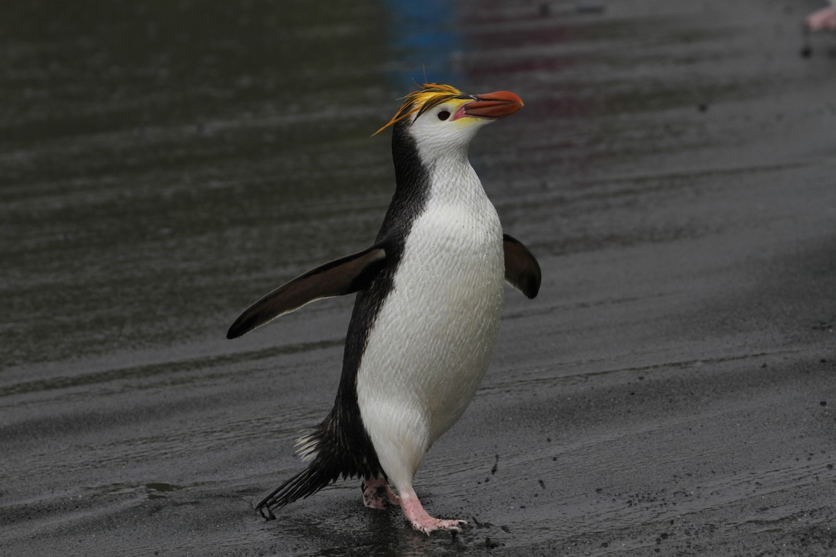 Royal Penguin - Robert Hamilton