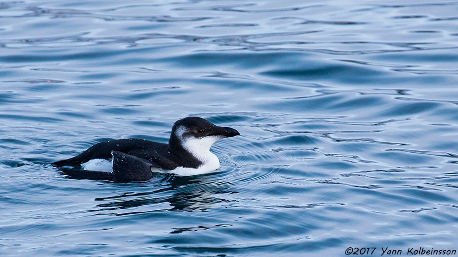 Razorbill - ML80638911