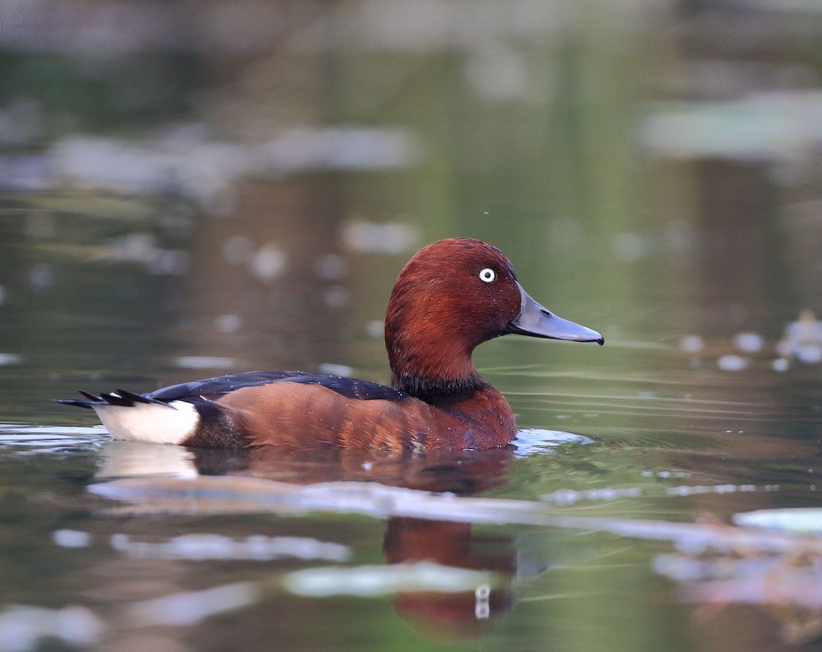 Ferruginous Duck - Arnab Pal