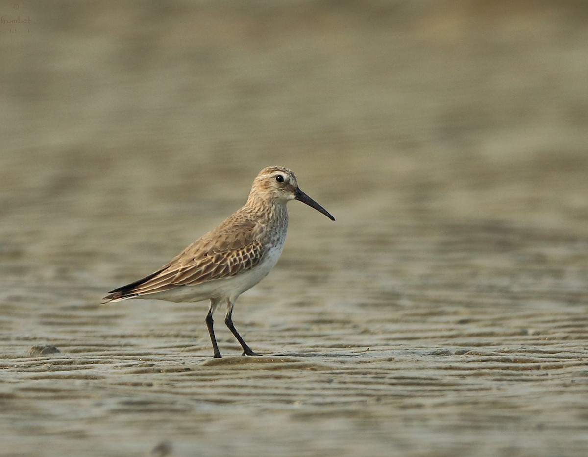 Dunlin - Arnab Pal