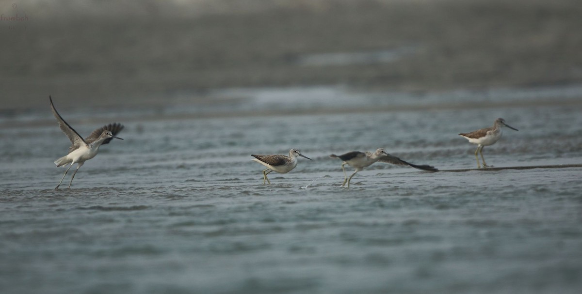 Common Greenshank - Arnab Pal