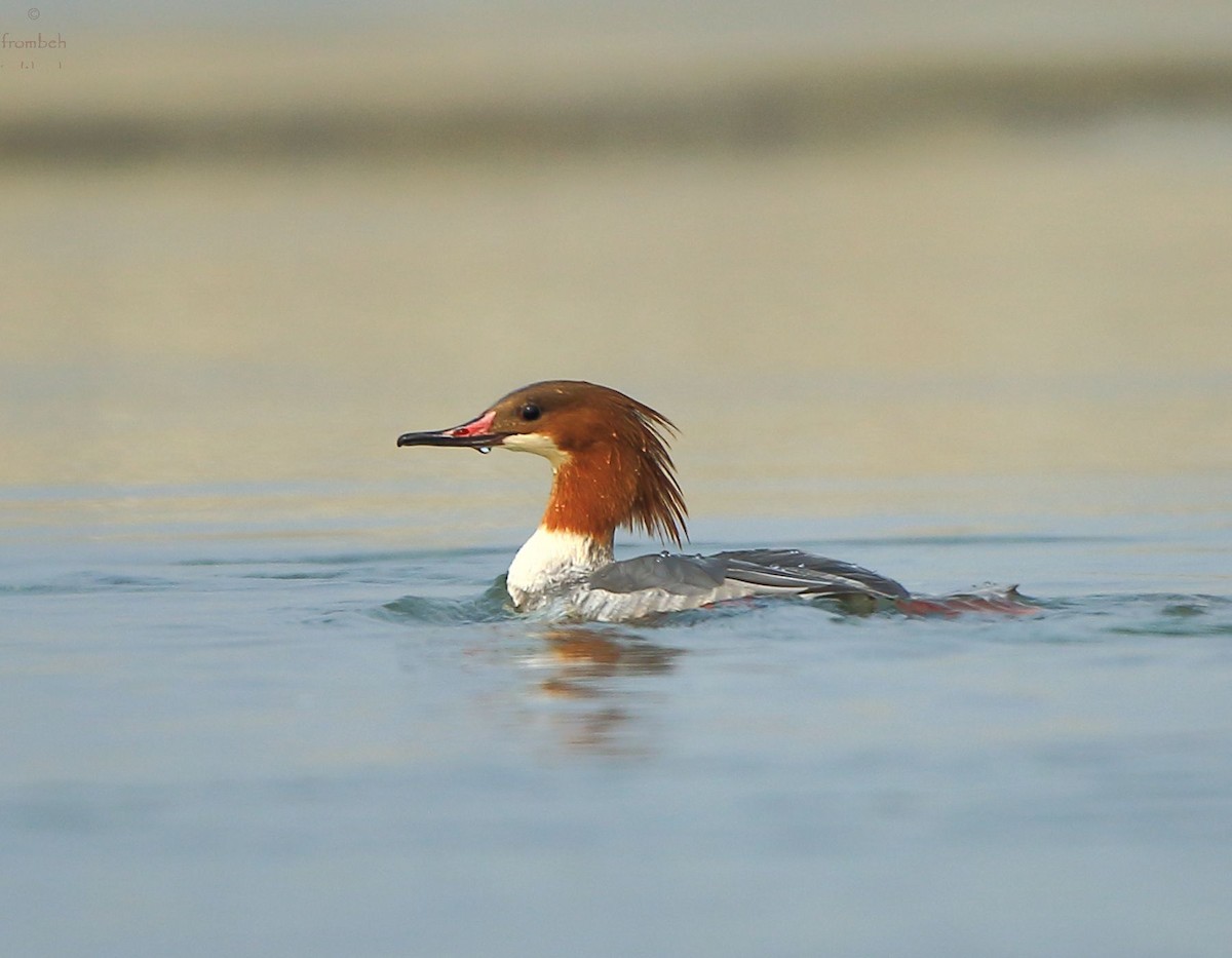 Common Merganser - ML80641101