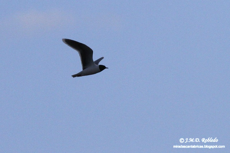 Little Gull - ML80641531