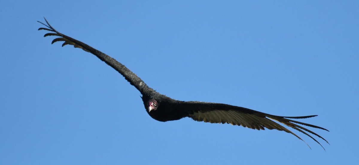 Turkey Vulture - ML80641861