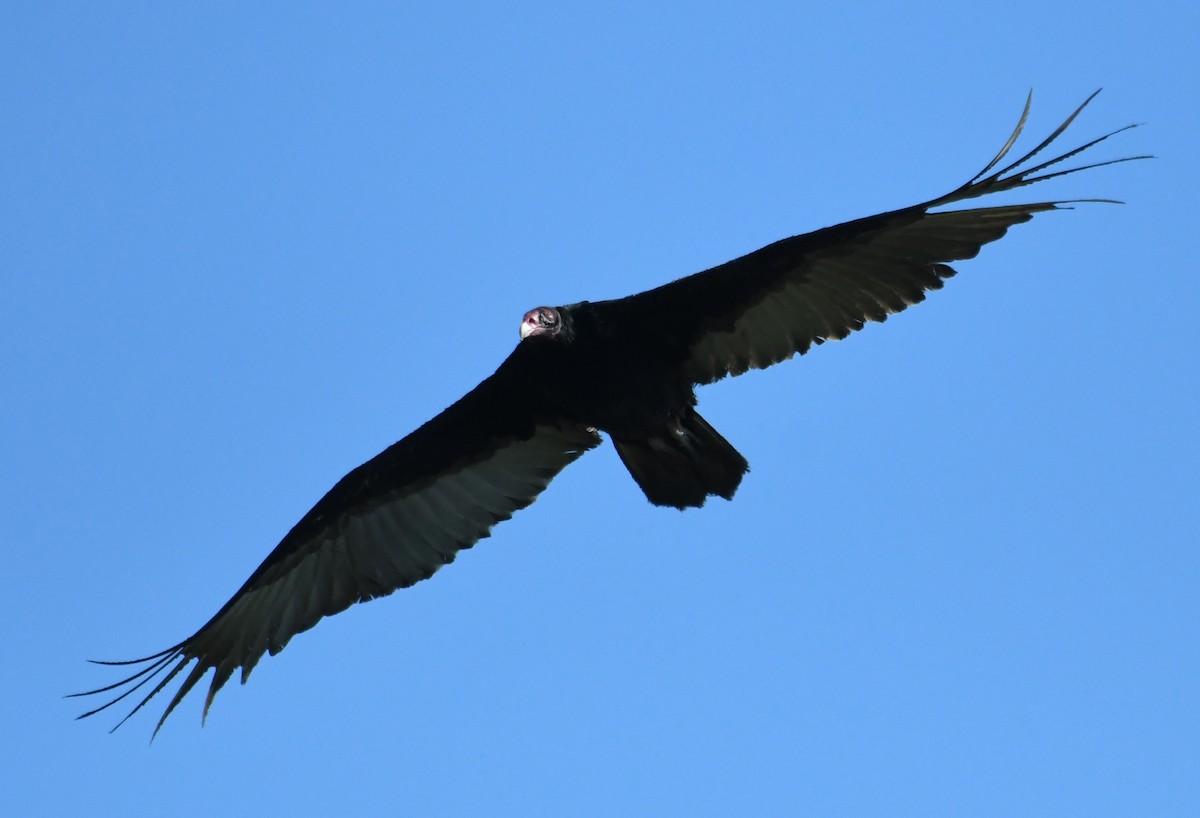 Turkey Vulture - ML80641871