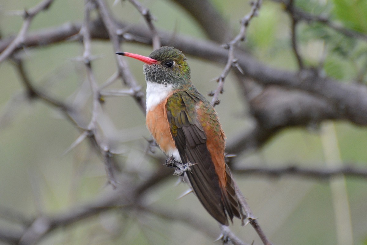 Amazilia Hummingbird - ML80642991