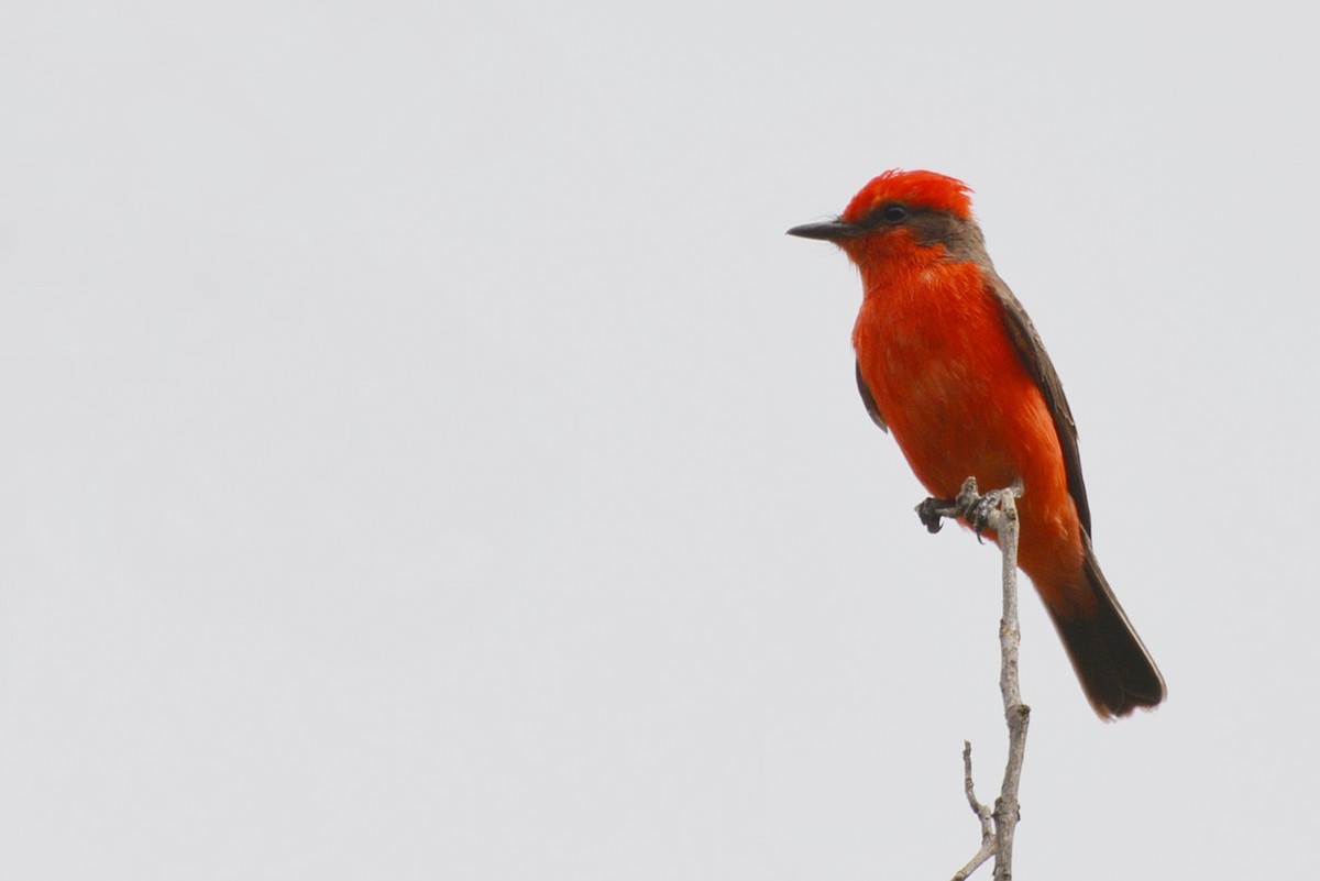 Vermilion Flycatcher - ML80643111