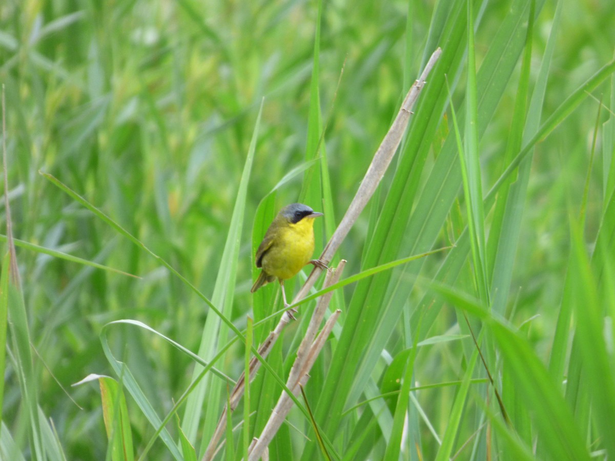 Southern Yellowthroat - ML80644121