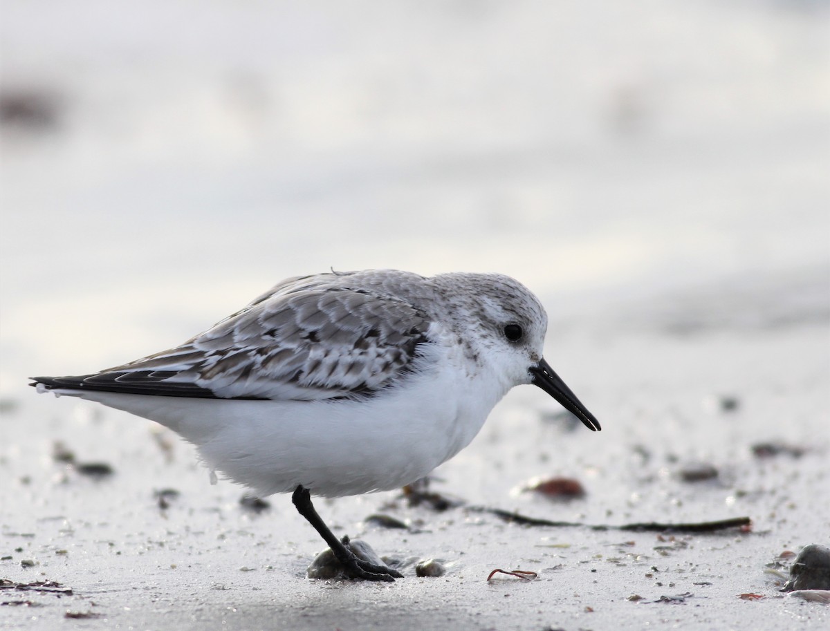 Sanderling - Andy Eckerson