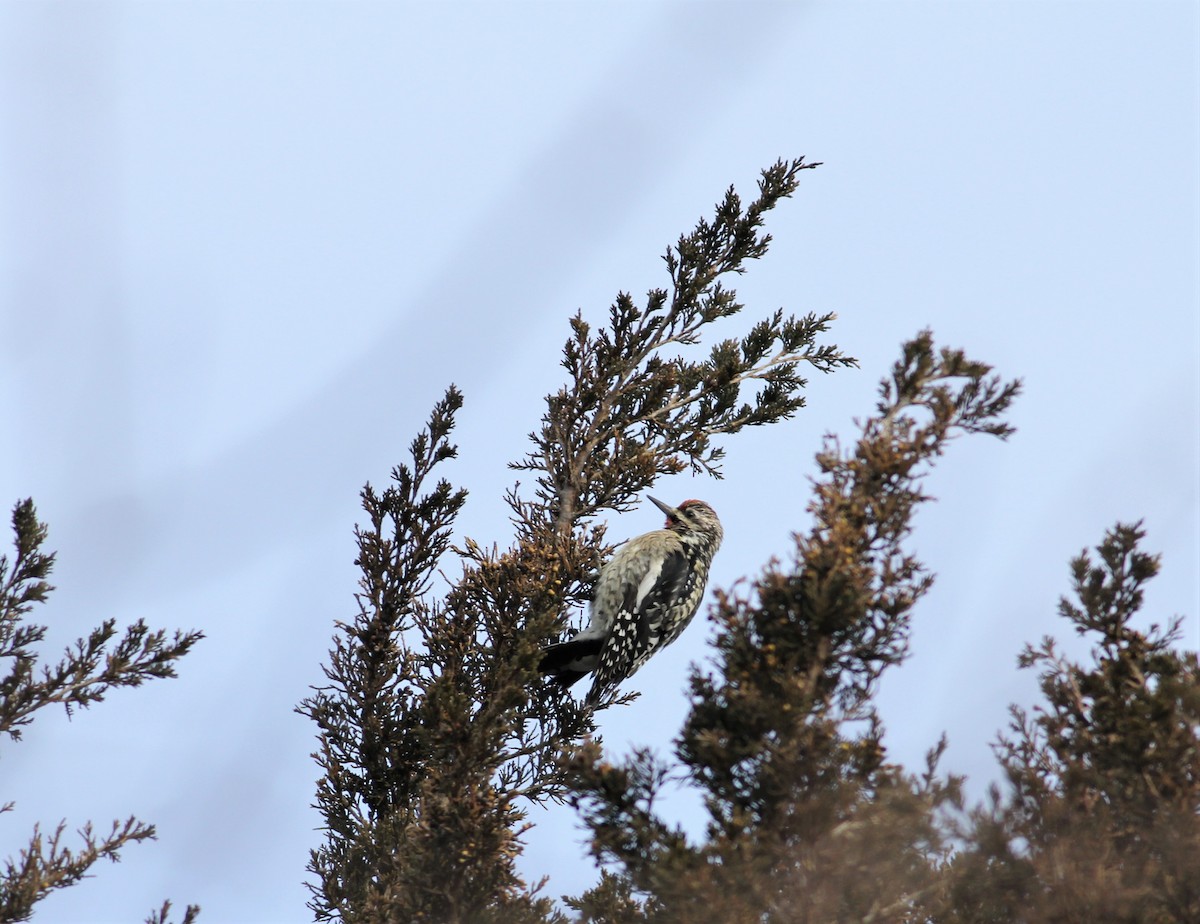 Yellow-bellied Sapsucker - ML80645541